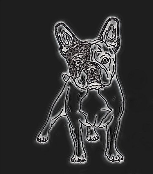 Bulldogge ( Zeichnung ) von Jose Lok