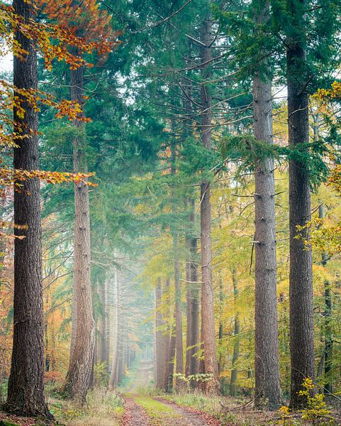 Giant Forest by Koen Boelrijk Photography