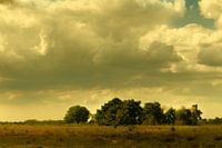 Heath landscape and old oak trees on a summer's day