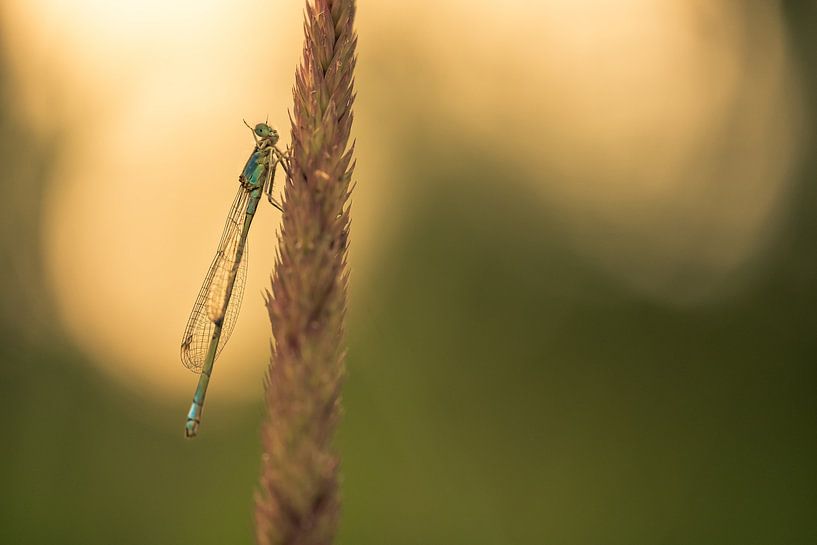 Waving damselfly by Moetwil en van Dijk - Fotografie