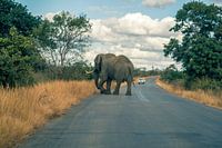 L'éléphant sur la route