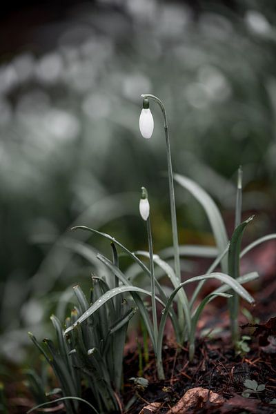 Snowdrop | Changement de saison 2 par Ratna Bosch