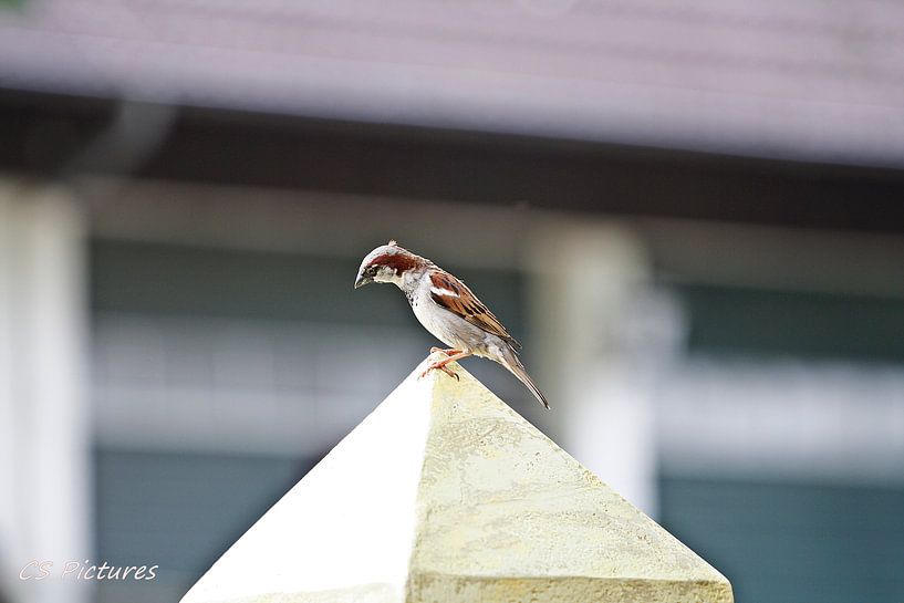 Vogel by Christina Sudbrock